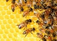 Pszczoły i zapylacze zagrożone na całym świecie