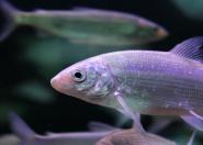 Mikroplastik powoduje zmiany w tkankach ryb