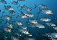 Które gatunki ryb najlepiej przystosują się w przyszłości do zmian klimatu?