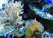 NASA zaprasza do badania koralowców