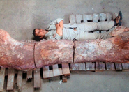 Kości  dinozaura odkryte w Patagonii