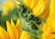 Symbol słońca i młodości