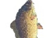 Ryby – fakty i mity