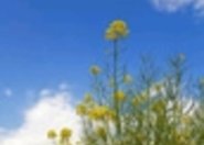 GMO - co mamy w Polsce?